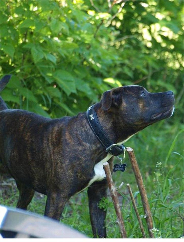 Staffordshire bull terrier Indra - fuld øjenkontakt med min mor <3
Ude godt men hjemme bedst!  billede 9