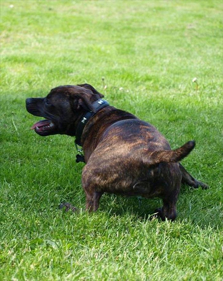 Staffordshire bull terrier Indra - Det er hårdt at lege rundt med Adira i sommervarmen . billede 10