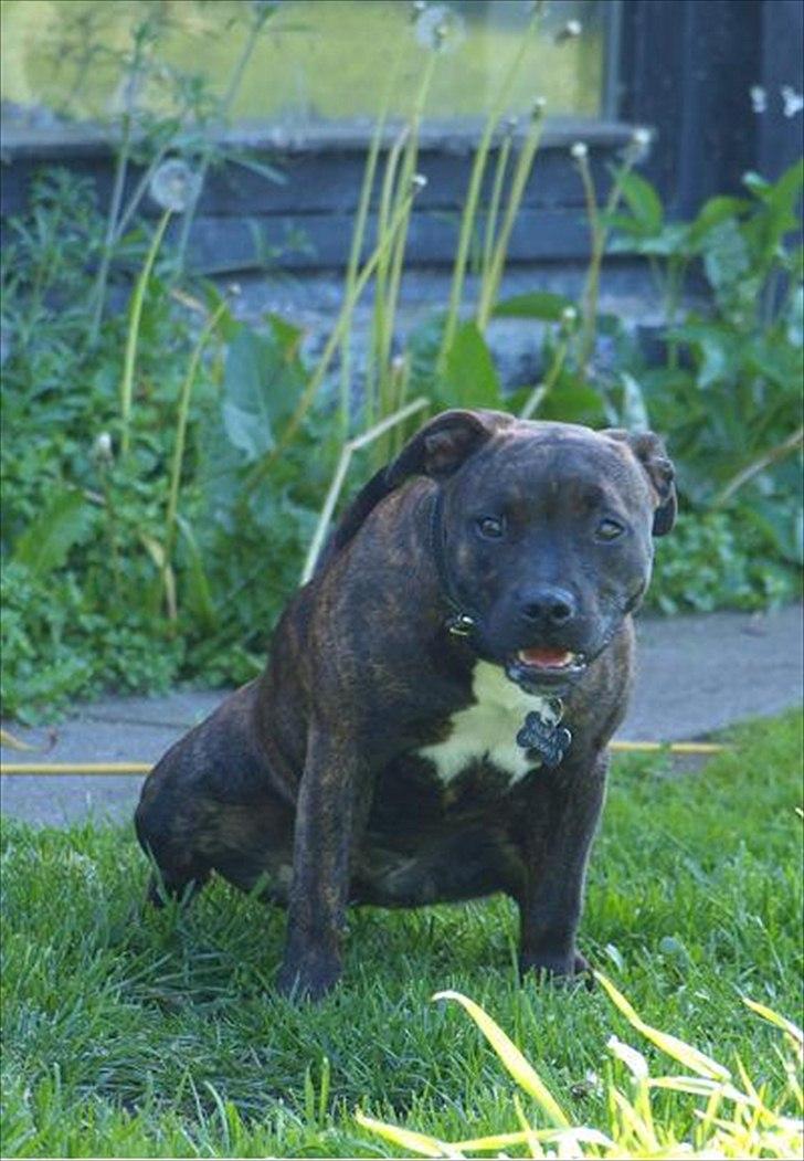 Staffordshire bull terrier Indra - hihi, en lille tisse-pause skal der jo til ;-) billede 11