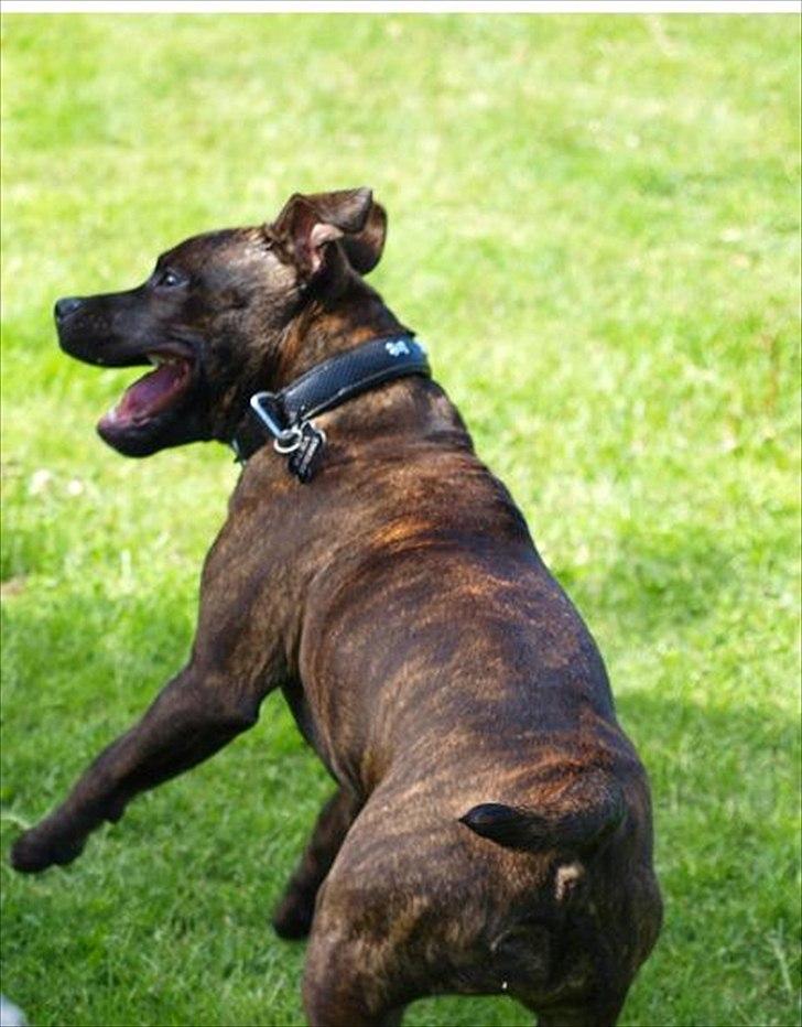 Staffordshire bull terrier Indra - I leg med min hunde veninde Adira.
- hun er så skøn. billede 12