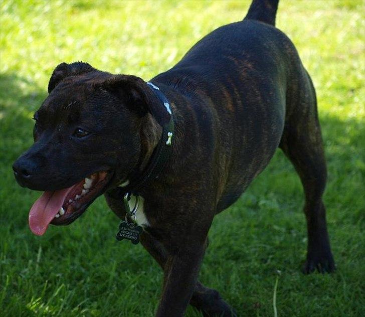 Staffordshire bull terrier Indra - Jeg elsker at lege med mine hunde venner <3 billede 13