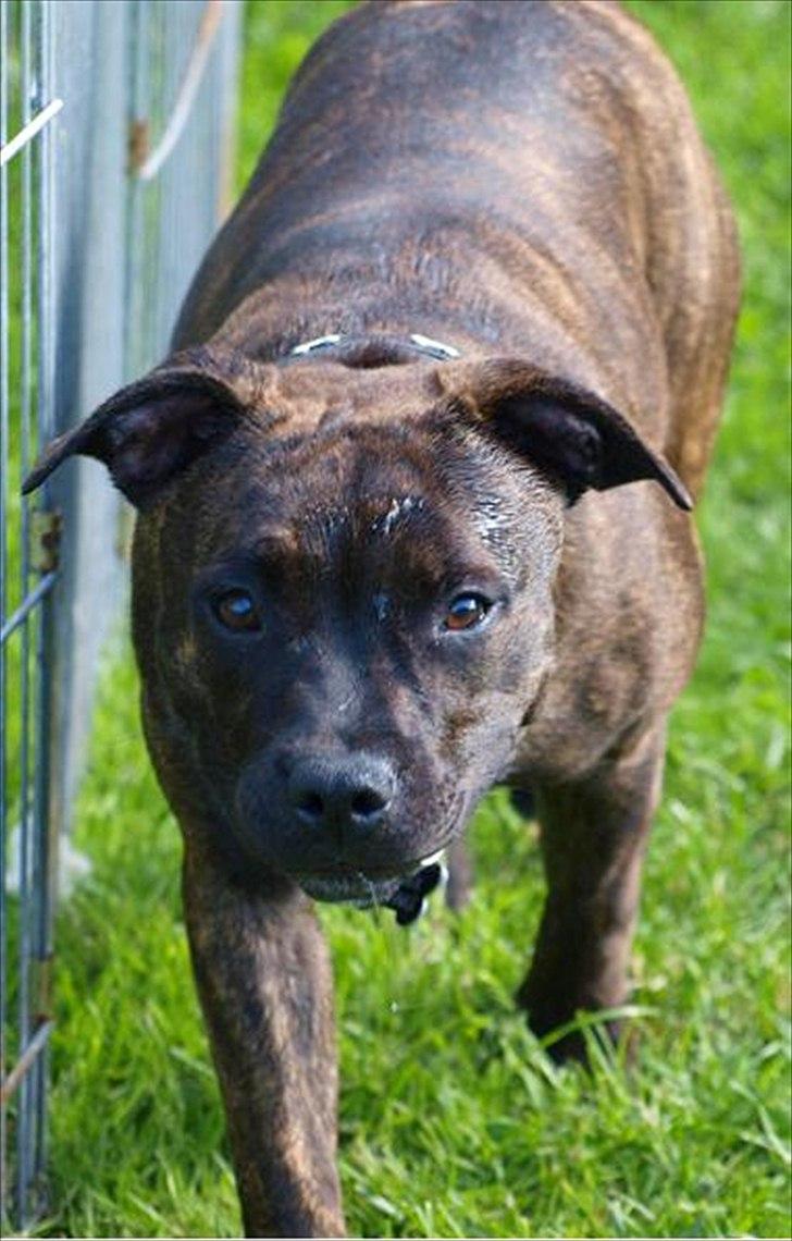 Staffordshire bull terrier Indra - Godt nok har jeg savl i hovedet , men stadig ser jeg forrygende godt ud :-) billede 14
