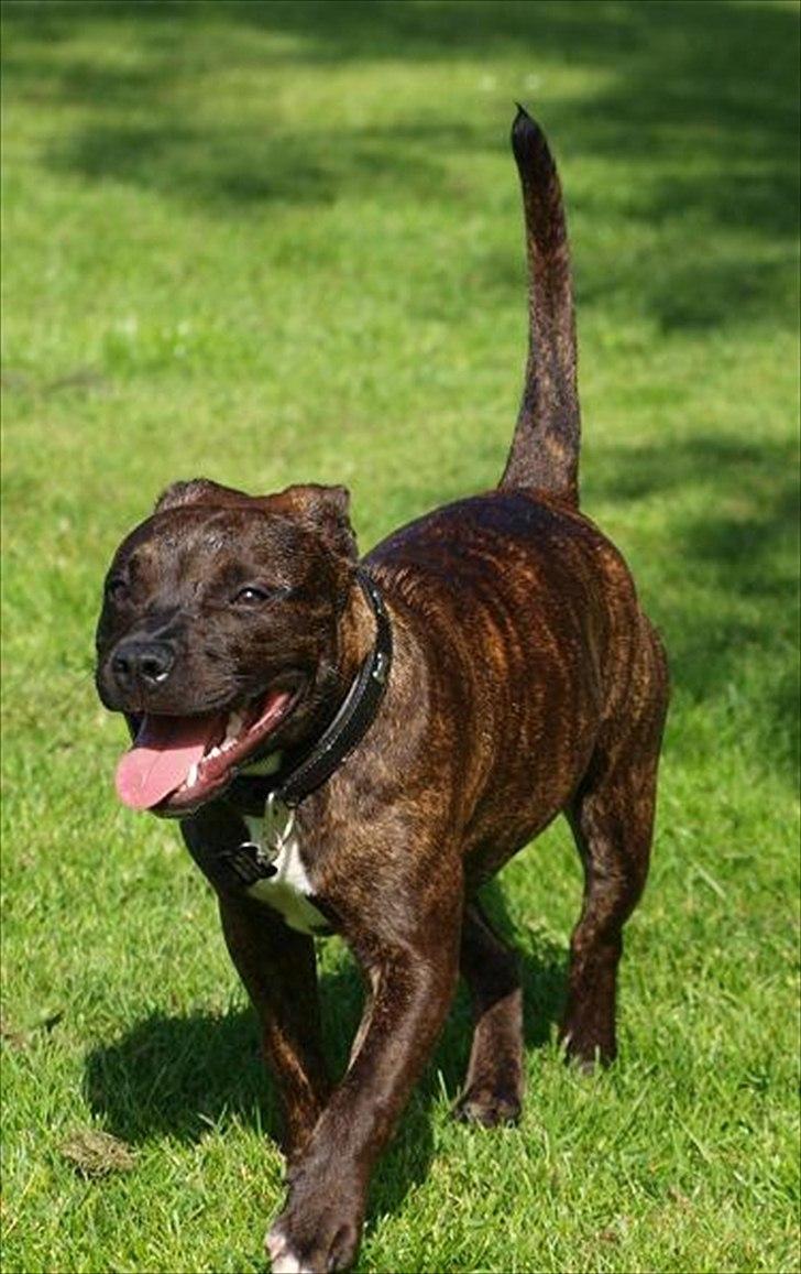 Staffordshire bull terrier Indra - Nøøøj hvor jeg bare nyder at lege rundt i sommer  solen . billede 15