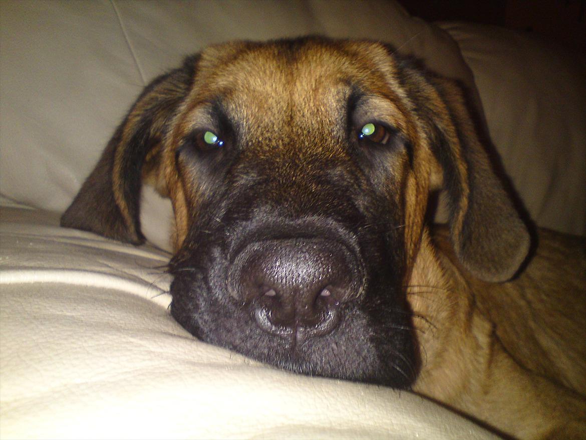 Broholmer bruno billede 10