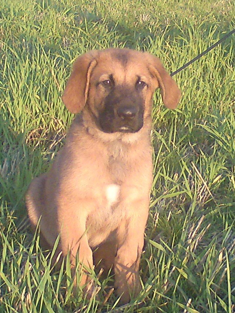 Broholmer bruno billede 4