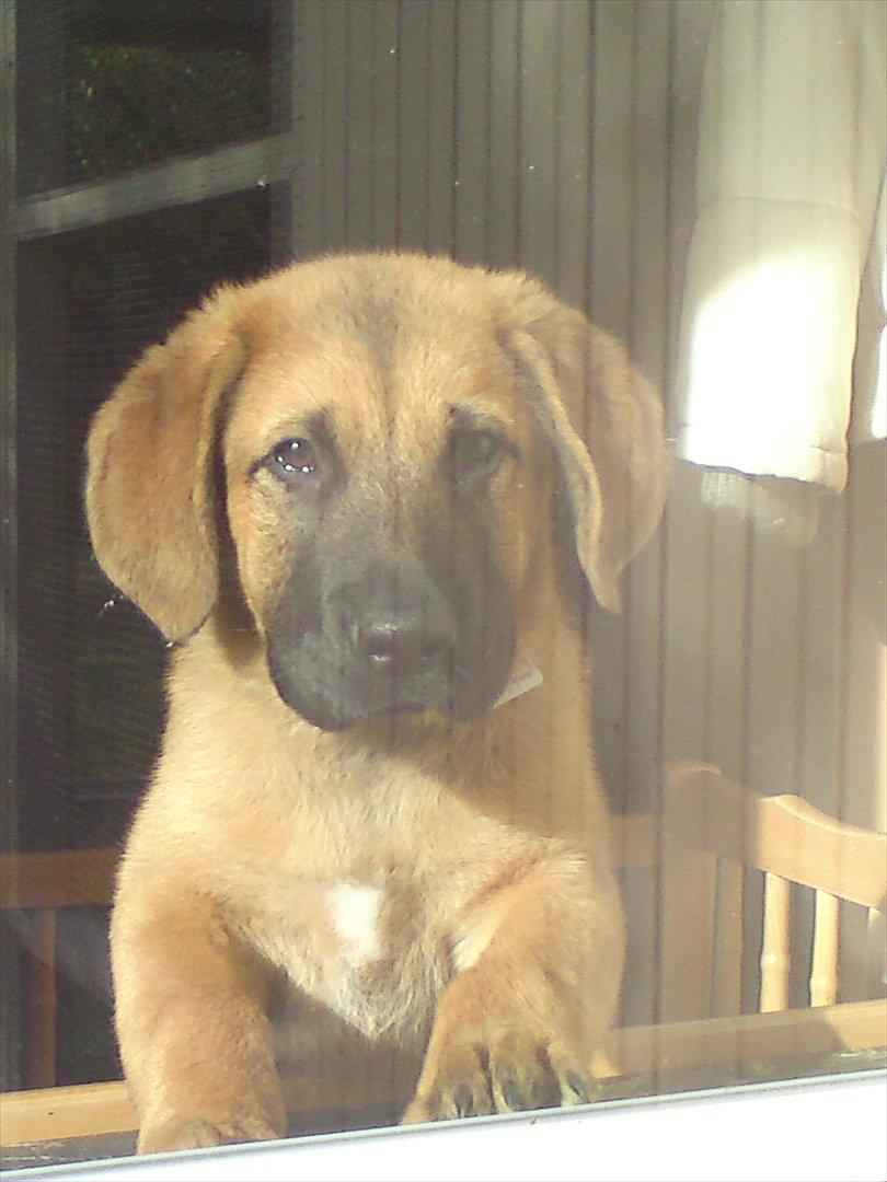 Broholmer bruno - Bruno kikker efter mor fra sin lille seng. billede 2