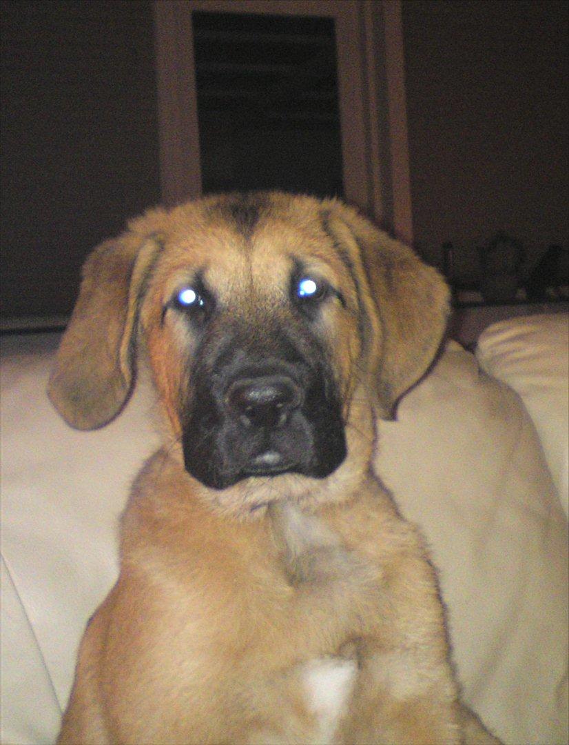 Broholmer bruno billede 5