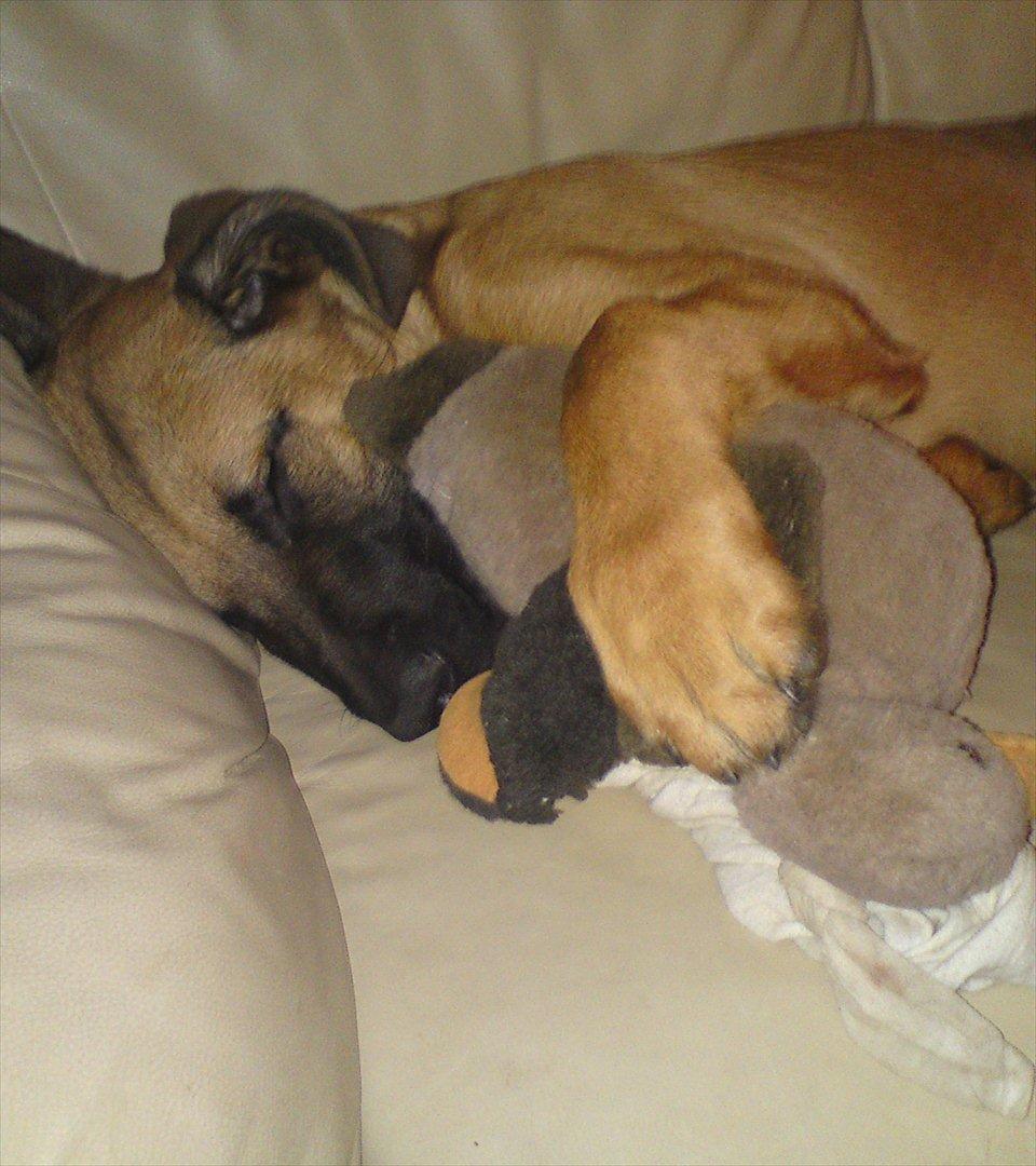 Broholmer bruno billede 7