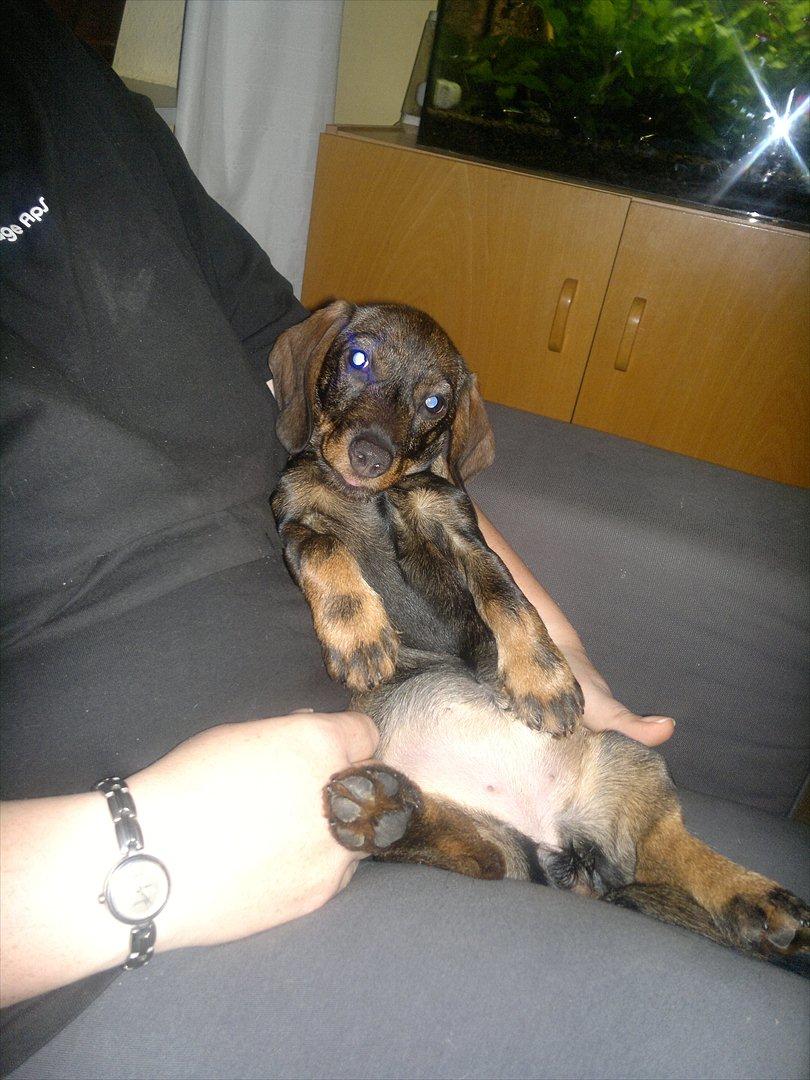 Gravhund Frække Frida :o) - Sidder lige og hygger ved mor :o) elsker det :o)
Efteråret 2011 billede 20