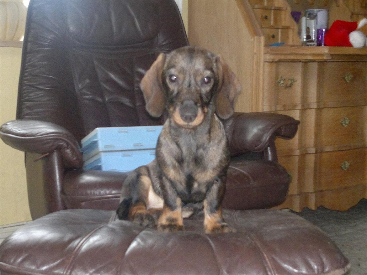 Gravhund Frække Frida :o) - Den lille Dronning :o)

Efteråret 2011 billede 1