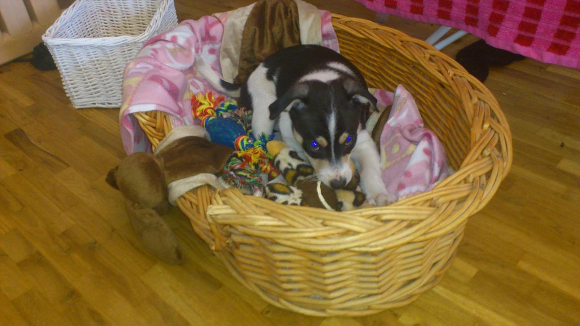 Dansk svensk gaardhund Micki billede 12