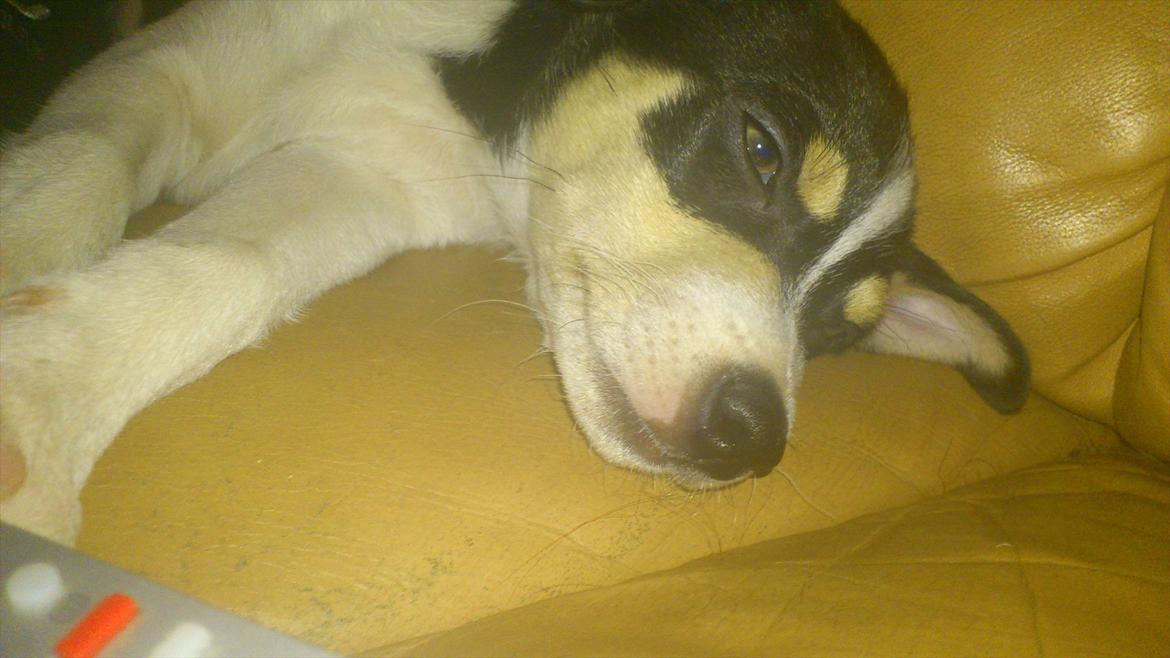 Dansk svensk gaardhund Micki billede 13