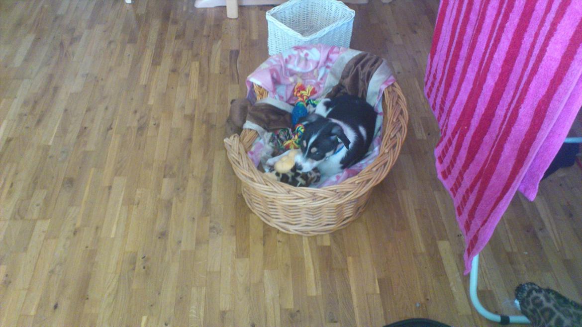 Dansk svensk gaardhund Micki billede 14