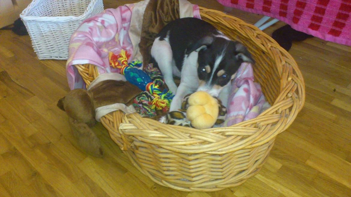 Dansk svensk gaardhund Micki billede 15