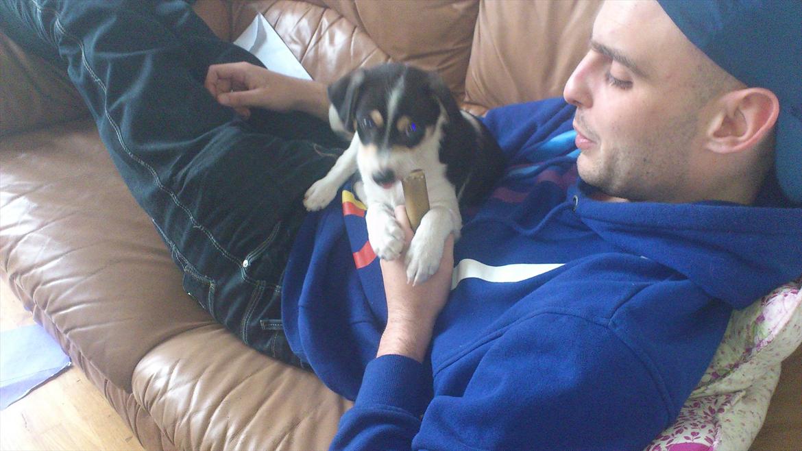 Dansk svensk gaardhund Micki billede 16