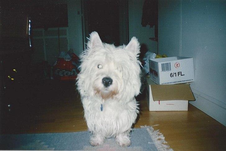 West highland white terrier Sigurd billede 1