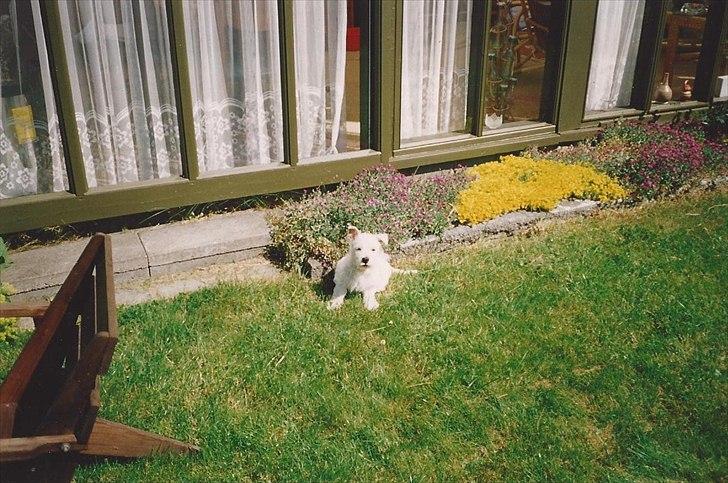 West highland white terrier Sigurd billede 6