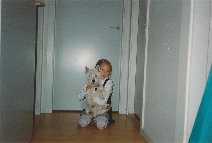 West highland white terrier Sigurd billede 7