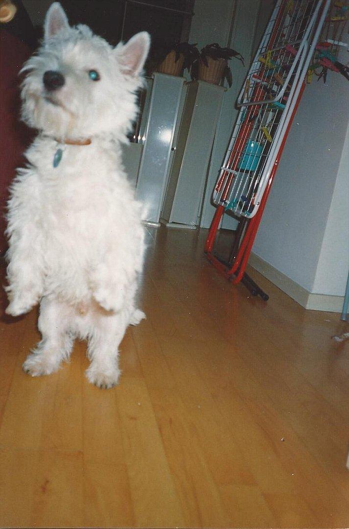 West highland white terrier Sigurd billede 8