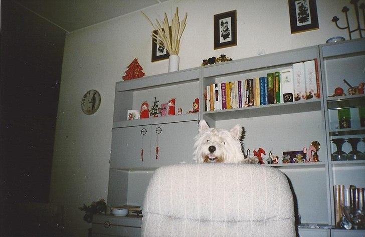 West highland white terrier Sigurd billede 9