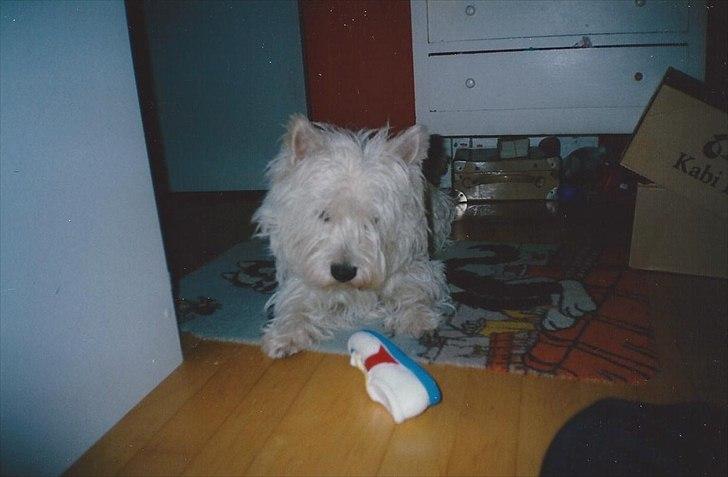 West highland white terrier Sigurd billede 10