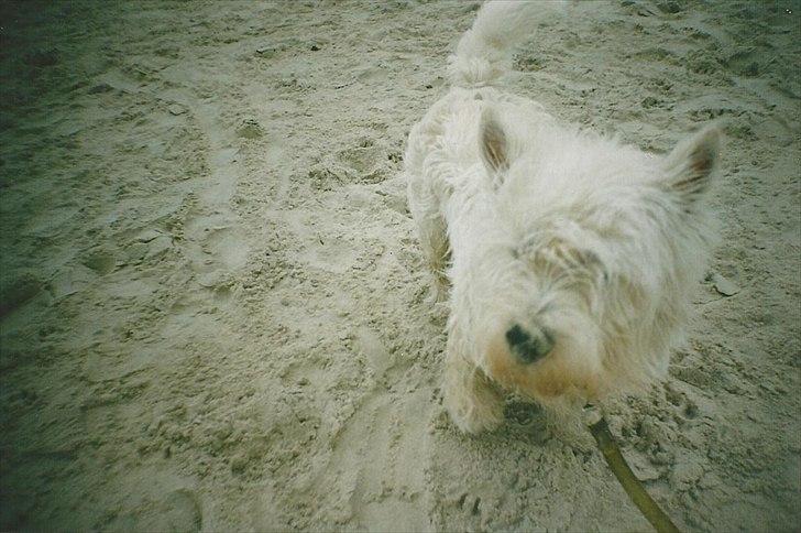 West highland white terrier Sigurd billede 11