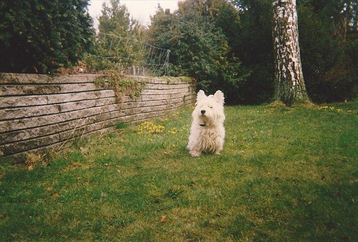 West highland white terrier Sigurd billede 12