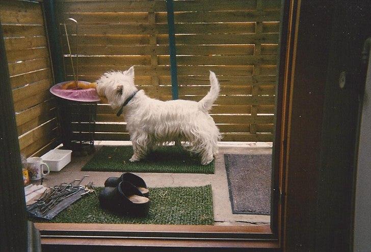 West highland white terrier Sigurd billede 13