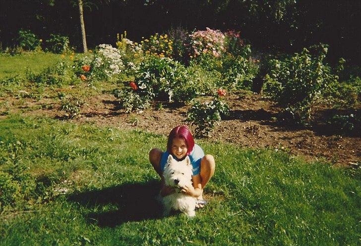 West highland white terrier Sigurd billede 14