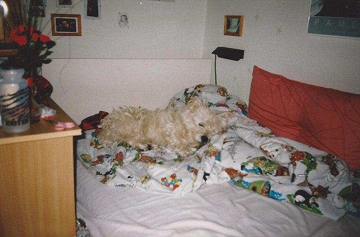 West highland white terrier Sigurd billede 16