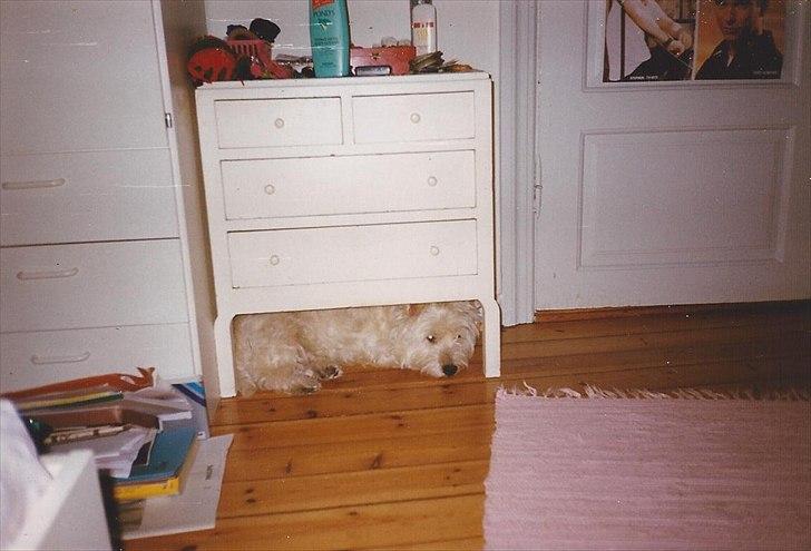 West highland white terrier Sigurd billede 17