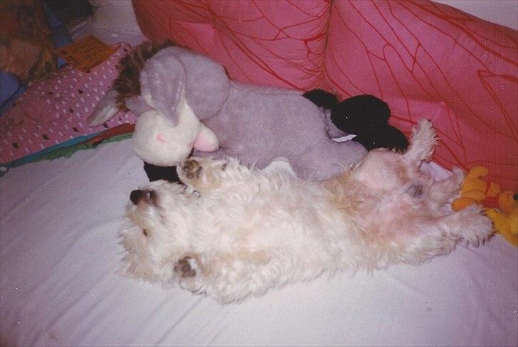 West highland white terrier Sigurd billede 18