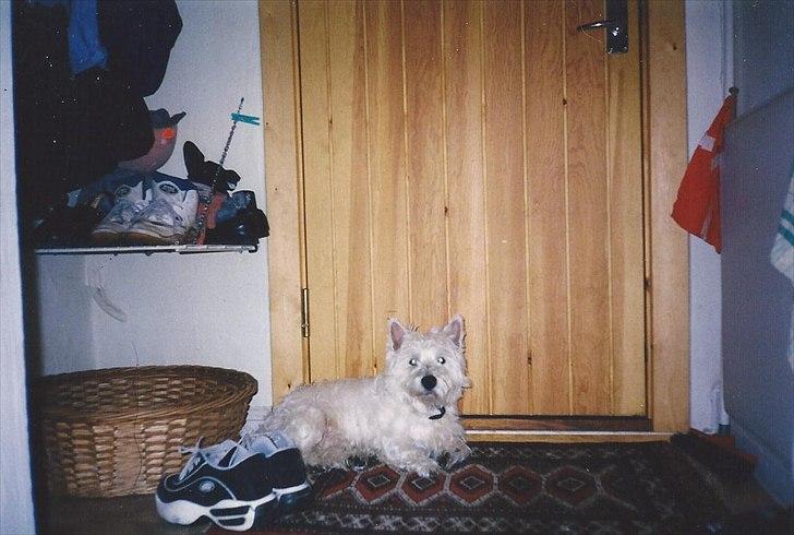 West highland white terrier Sigurd billede 19