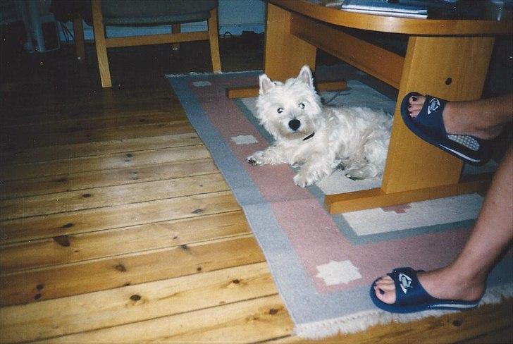 West highland white terrier Sigurd billede 20