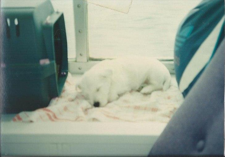 West highland white terrier Sigurd - På vej hjem med færgen. 8 uger gammel billede 2