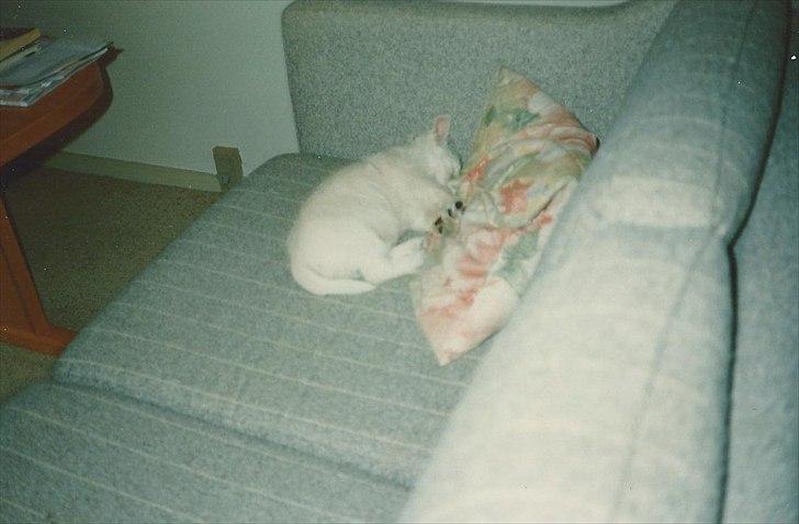 West highland white terrier Sigurd billede 3