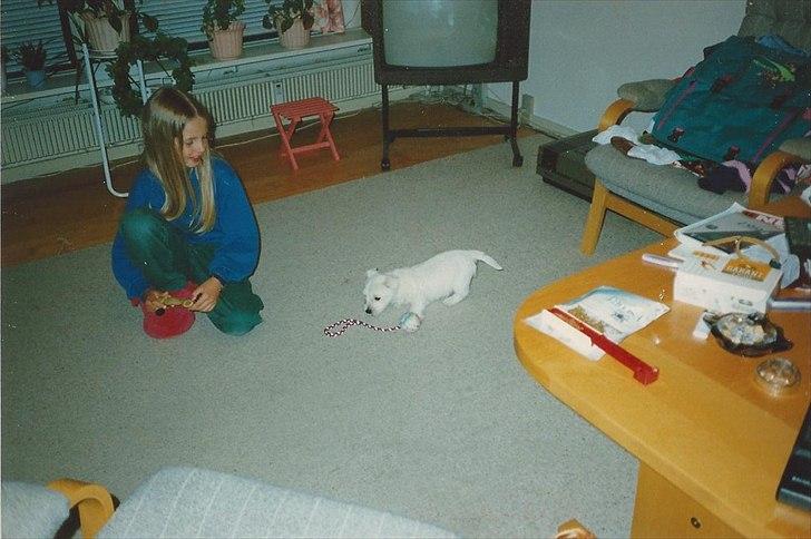 West highland white terrier Sigurd billede 4