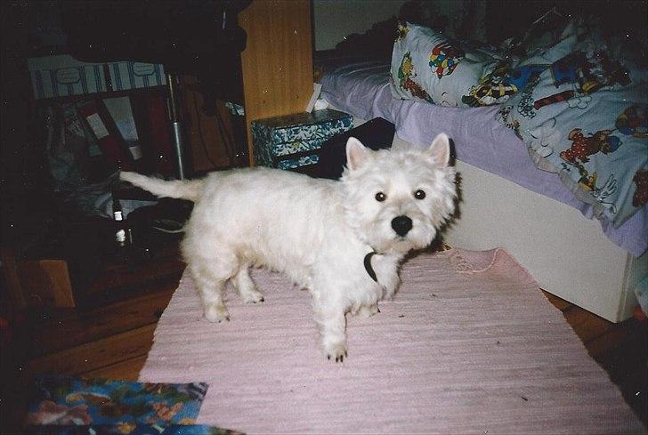 West highland white terrier Sigurd billede 15