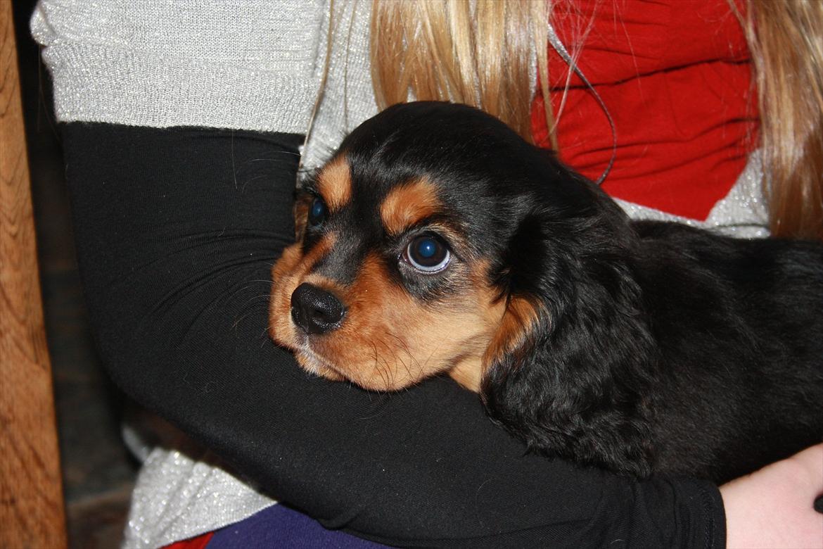 Cavalier king charles spaniel Annexgaardens Bella billede 2