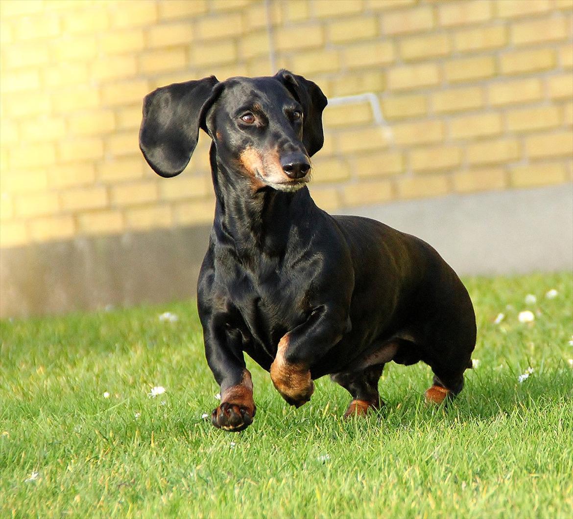 Gravhund ......Jaques.....;) (Himmelhund) - Dec 11 billede 20