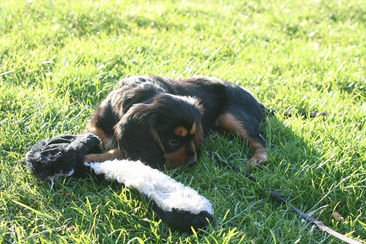 Blanding af racer Arnold - Arnold 3 mdr gammel. Enghave Parken. billede 1