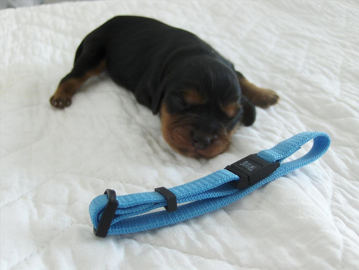 Blanding af racer Arnold - Arnold 1 uge gammel billede 2