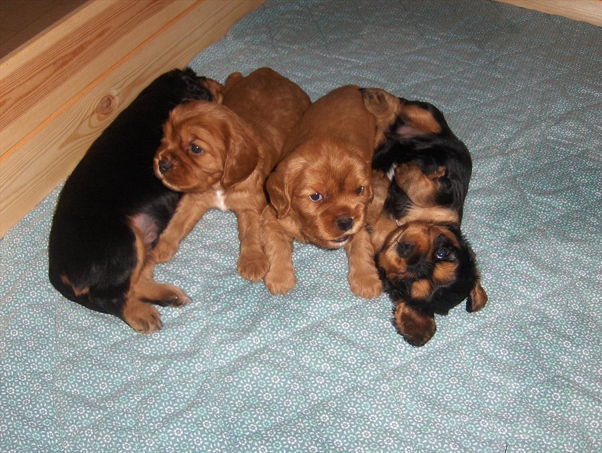 Blanding af racer Arnold - Arnold (yderst til højre) og hans søskende, ca. 3 uger billede 3