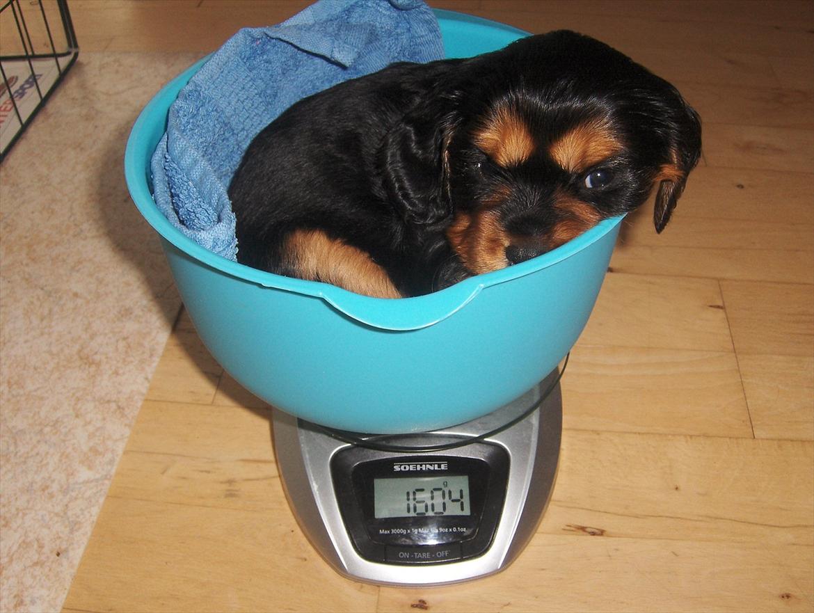 Blanding af racer Arnold - Arnold, 4 uger billede 4