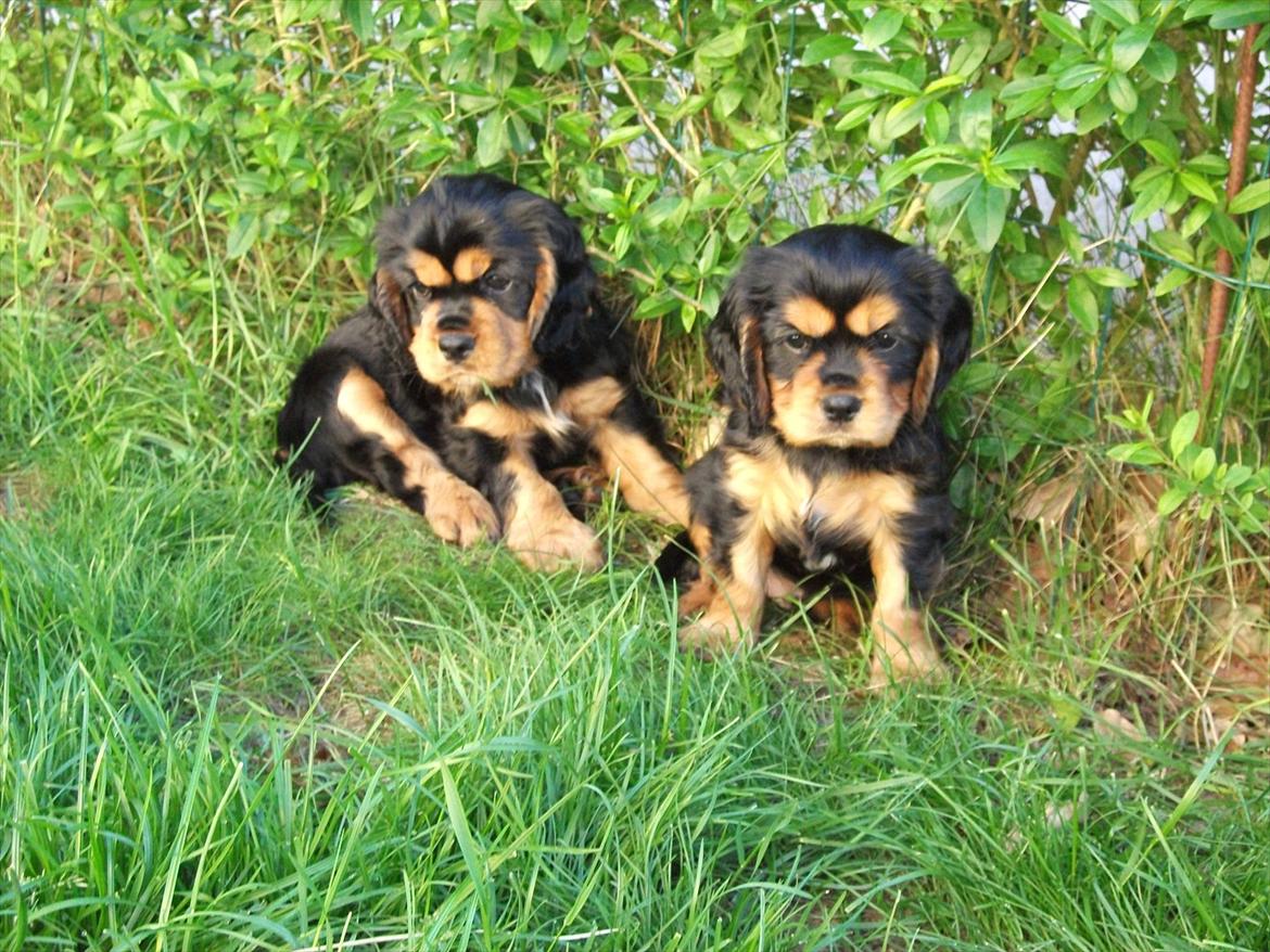Blanding af racer Arnold - Arnold (til højre) og brormand, 6 uger billede 5