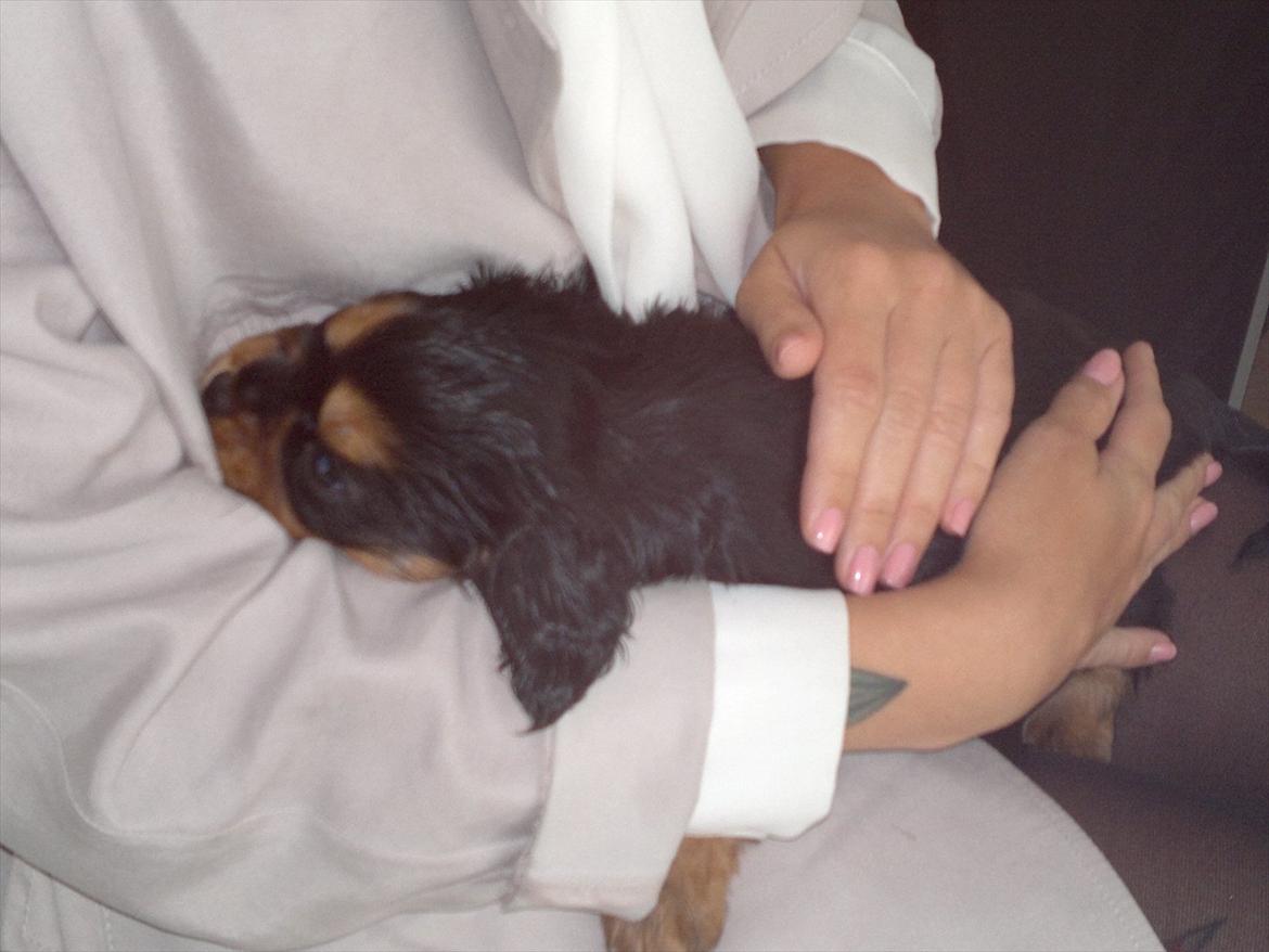 Blanding af racer Arnold - Arnold i mine arme for første gang, knap 5 uger billede 6