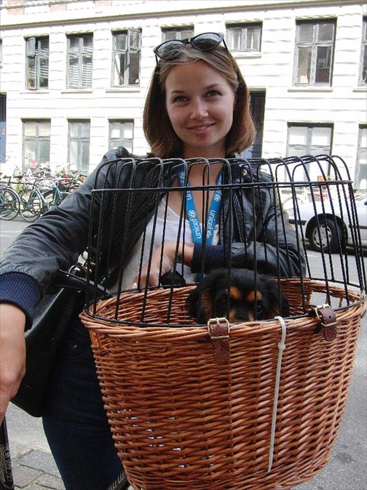 Blanding af racer Arnold - Københavnerhund i cykelkurv, ca. 11 uger billede 7