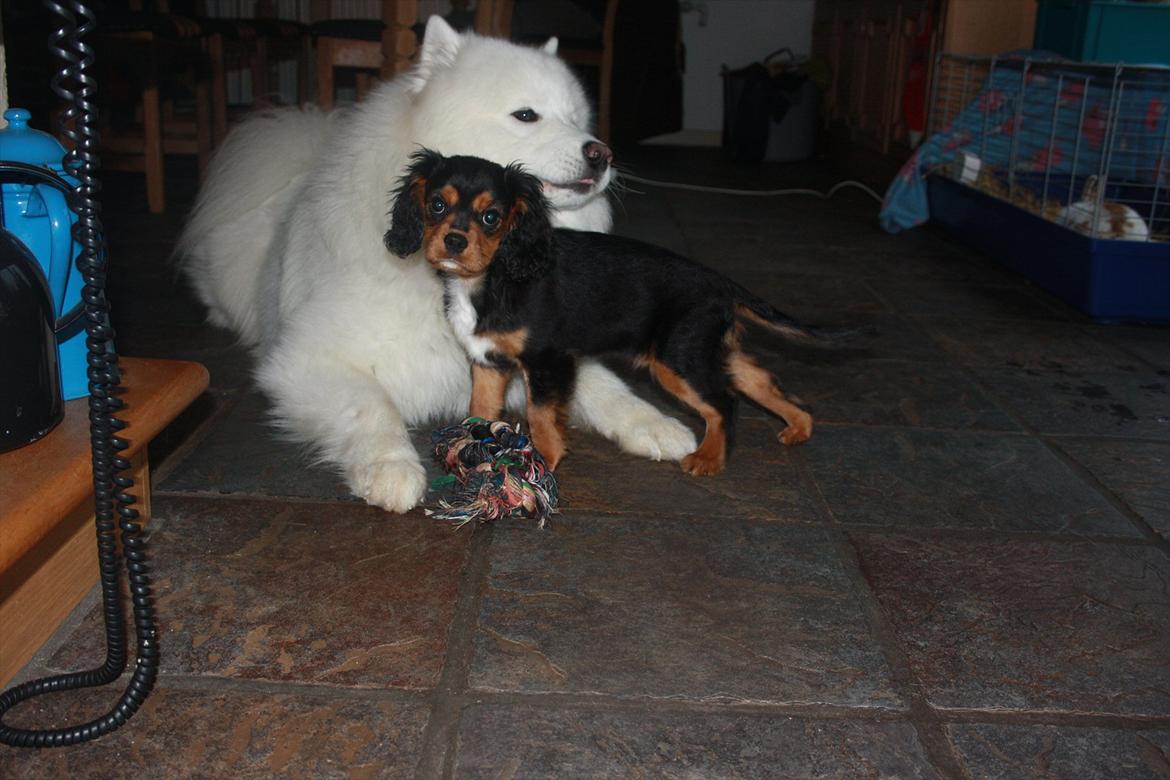 Cavalier king charles spaniel Annexgaardens Bella billede 4