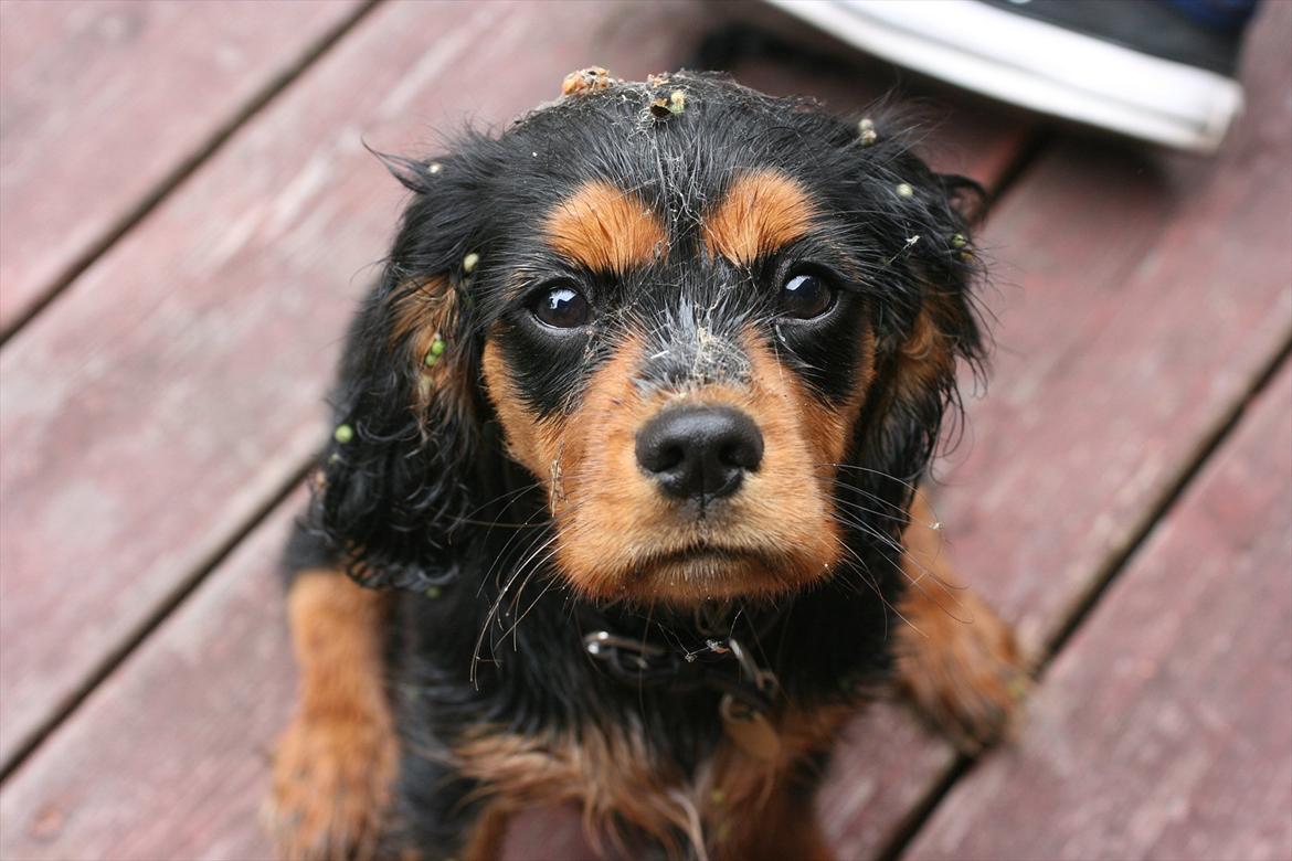 Blanding af racer Arnold - Arnold efter en tur gennem krattet ved Sommerhuset i Asserbo, ca. 3 mdr billede 8