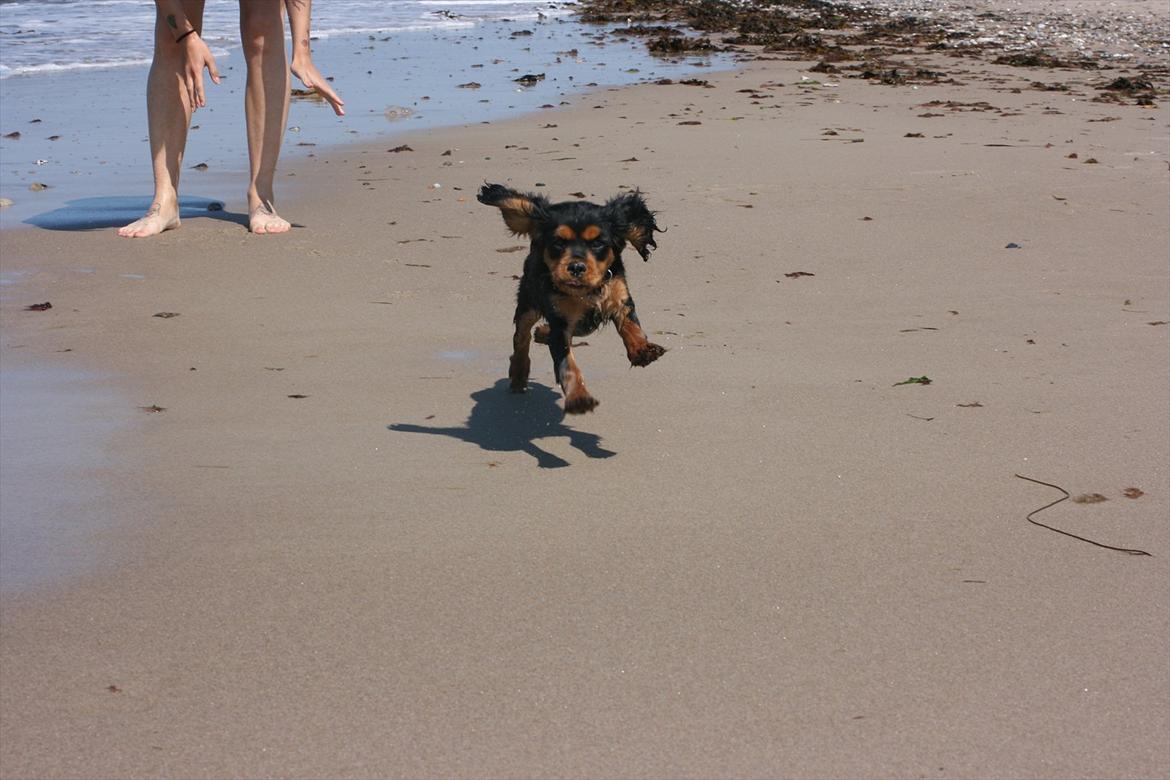 Blanding af racer Arnold - Første tur på stranden, ca. 3 mdr billede 9